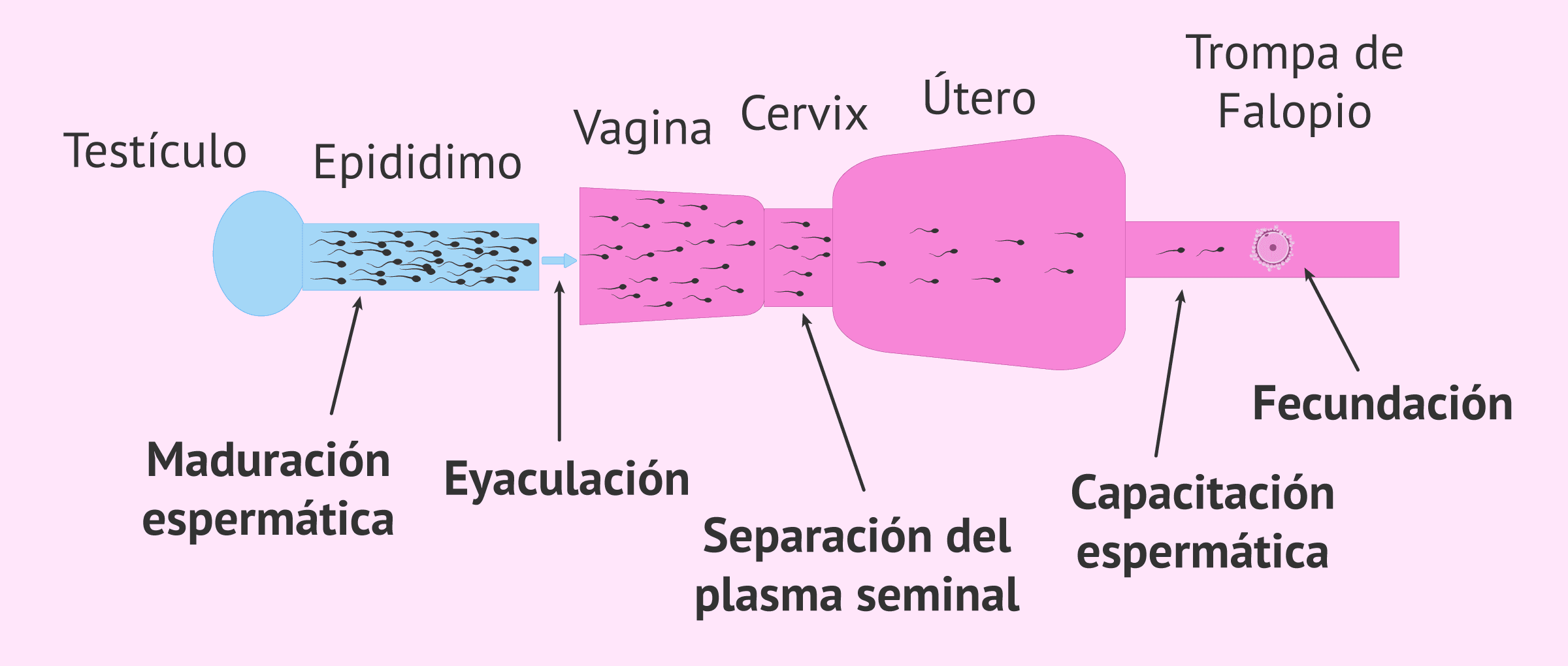 Imagen: Esquema del proceso natural de capacitación espermática