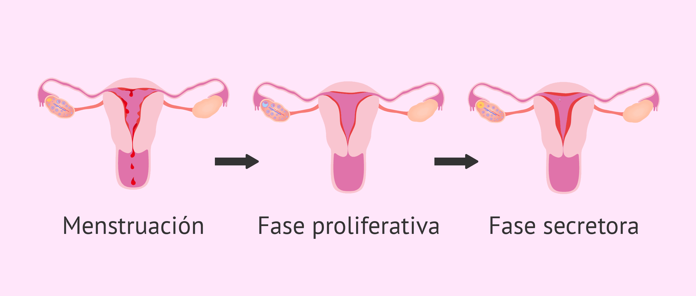 La menstruación