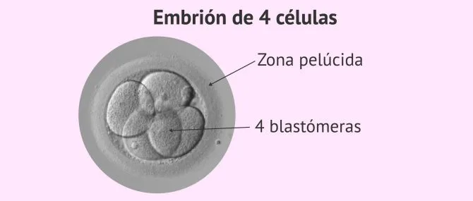 Imagen: Embrión de 2 días