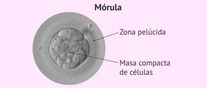 Imagen: Mórula