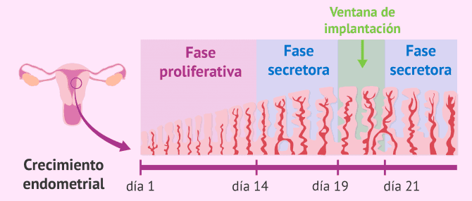 Imagen: Fases del desarrollo del endometrio