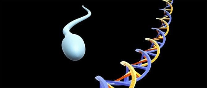 Imagen: Etiquetas epigenéticas en los espermatozoides