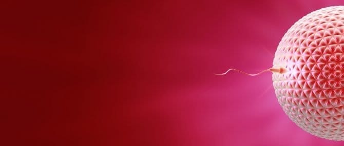 Imagen: Fecundación del espermatozoide sin ovario