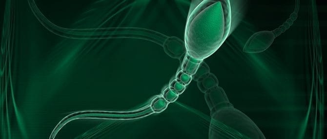 Imagen: Formación de los espermatozoides