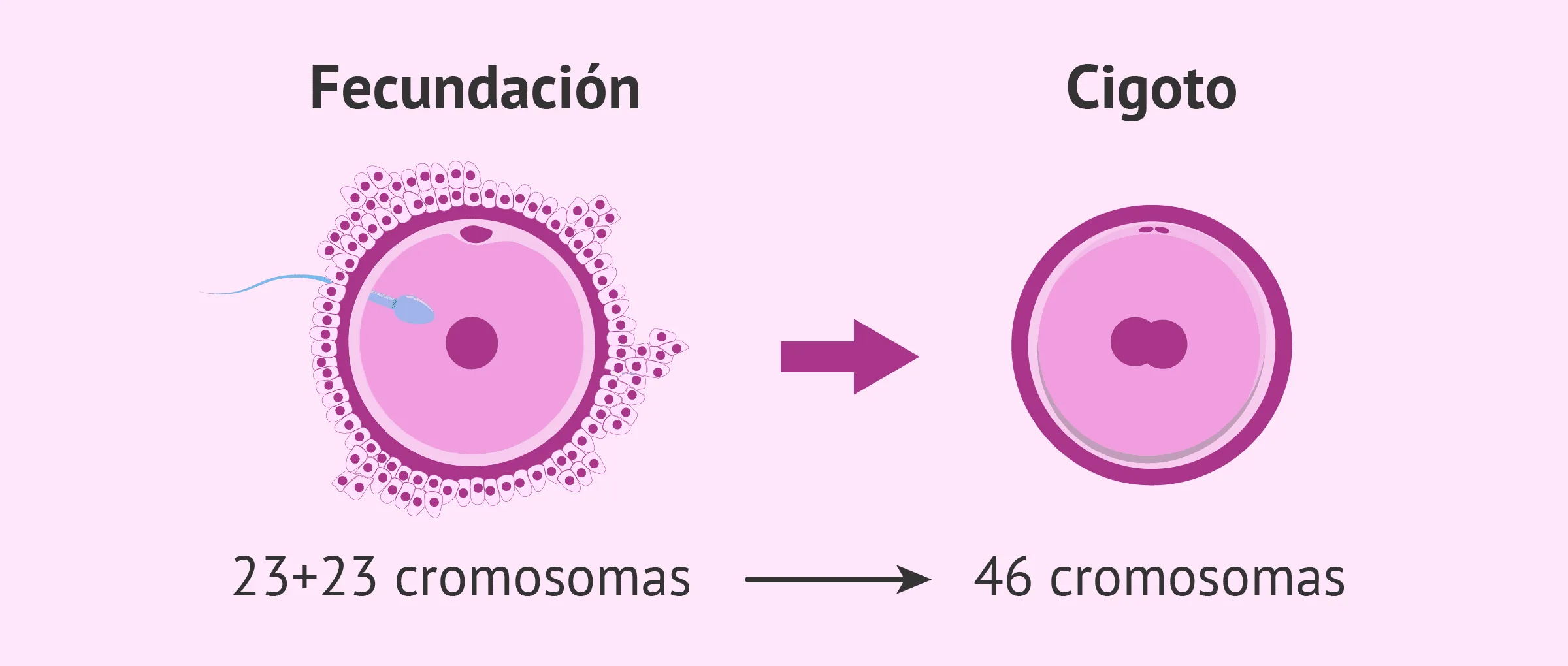 Formación del cigoto