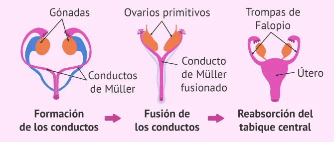 Imagen: Pared endometrial
