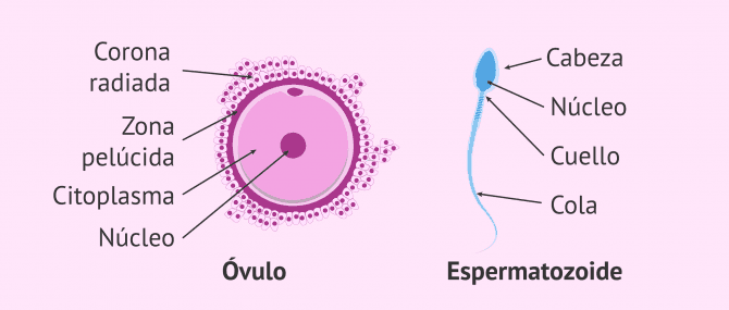 Imagen: Gametos: óvulos y espermatozoides