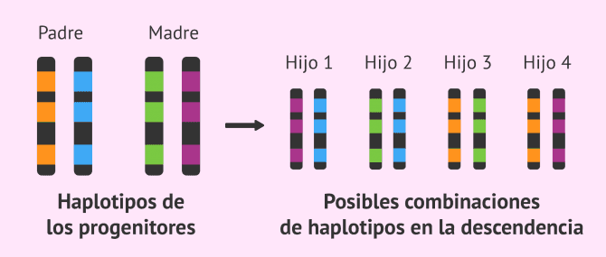 Imagen: Herencia de haplotipos del sistema HLA