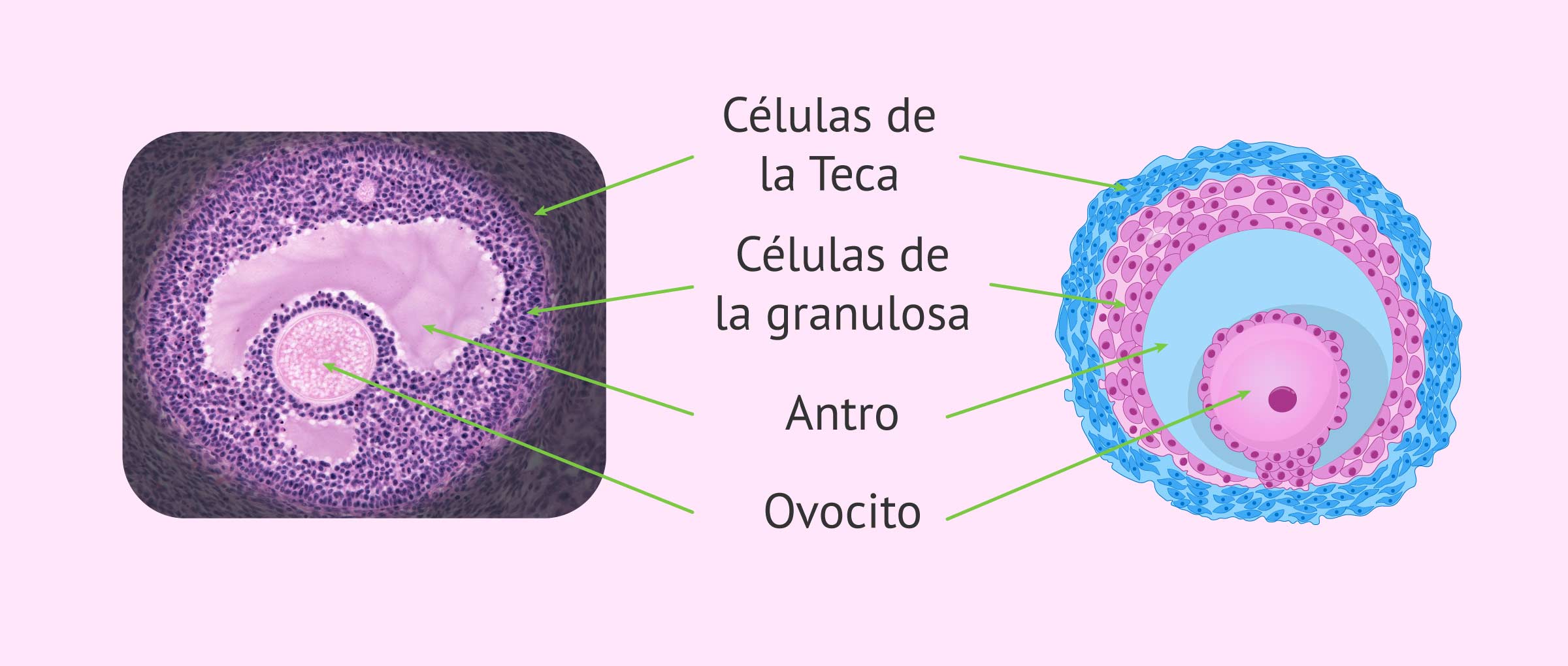 ¿Qué es un folículo ovárico?