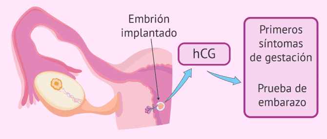 Imagen: Implantación del embrión y prueba de embarazo