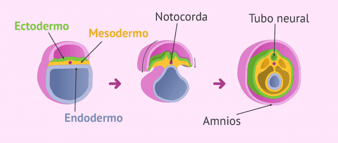 Imagen: Inicio de la organogénesis en el embrión