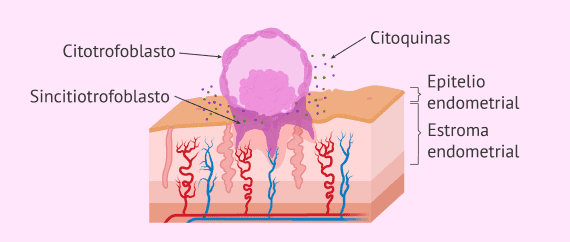 ¿Qué es la implantación del embrión y cuándo se produce?