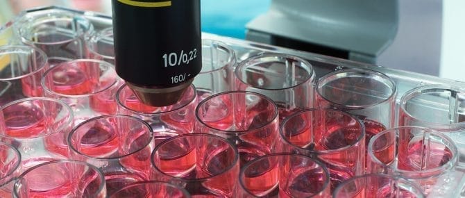 Imagen: Investigación de células madre