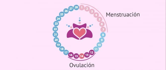 Imagen: Primer mes de gestación