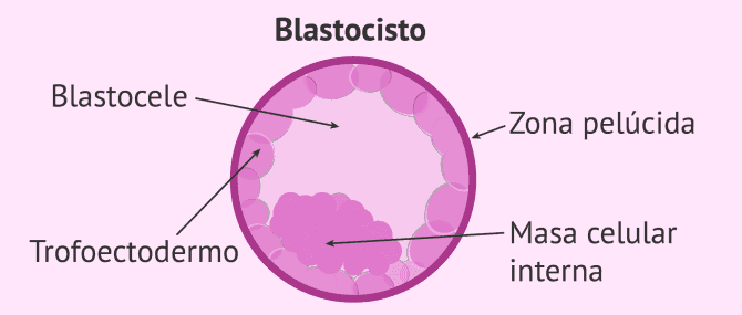 Imagen: Blastocele, masa celular interna, trofoectodermo, zona pelúcida.