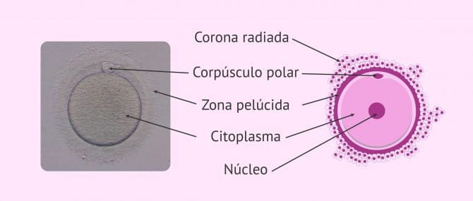 Imagen: Partes de un ovocito