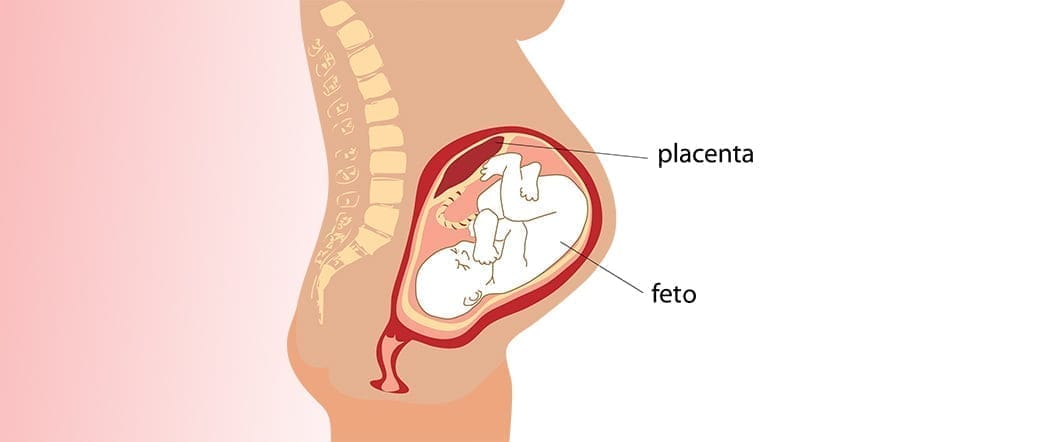 Placenta y duración del embarazo