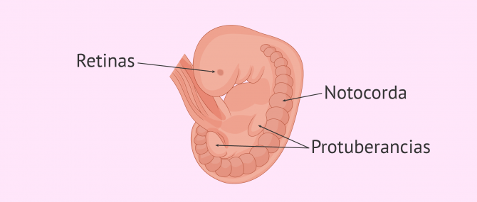 Imagen: La notocorda se forma en la semana 5 de embarazo