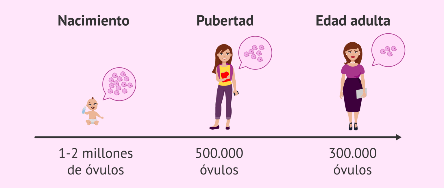 La calidad de los óvulos para un tratamiento de FIV