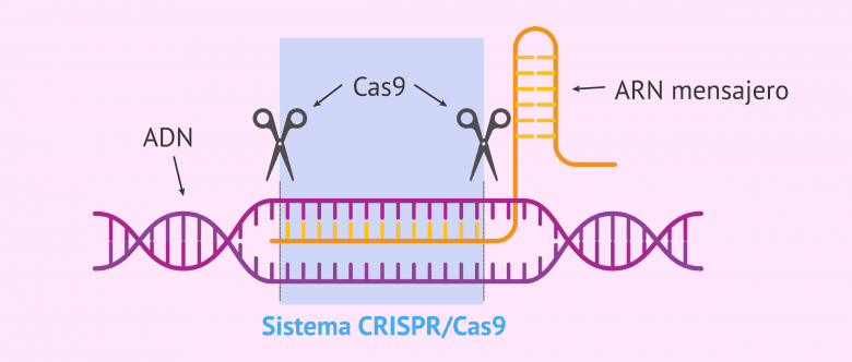 Imagen: El sistema CRISPR/Cas9