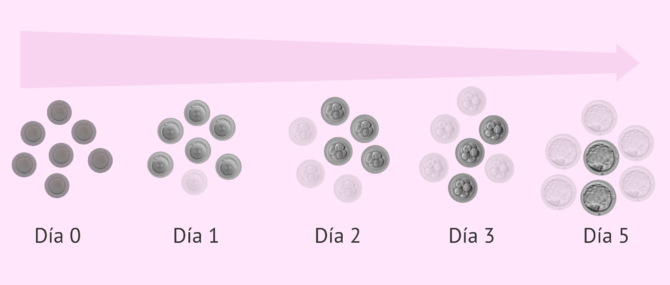 Imagen: No todos los embriones llegan a blastocisto