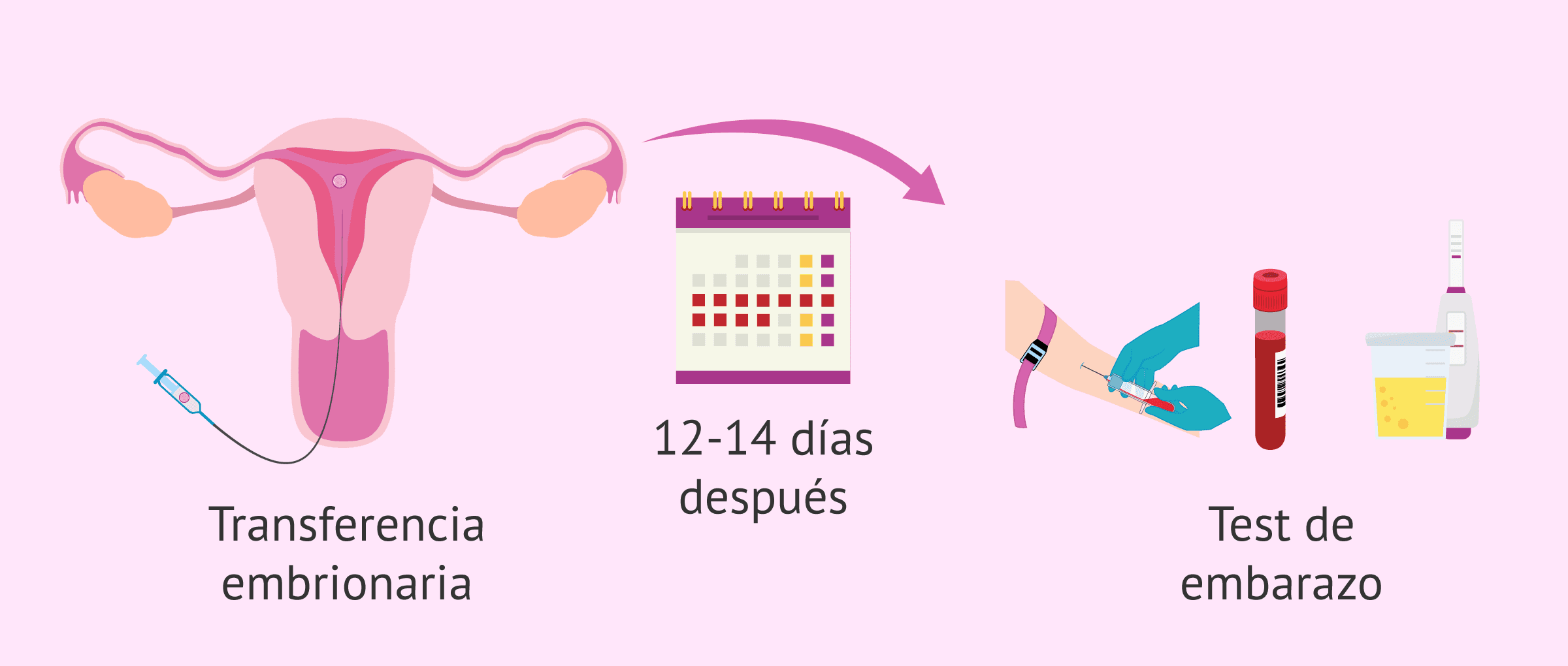 Imagen: ¿Cuándo hacer el test de embarazo tras una FIV?
