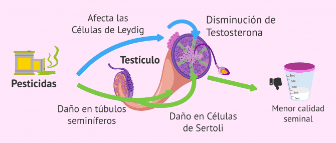 Imagen: ¿Cómo influyen los pesticidas en la fertilidad del varón?