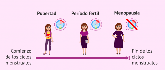 Imagen: Etapas de la fertilidad femenina