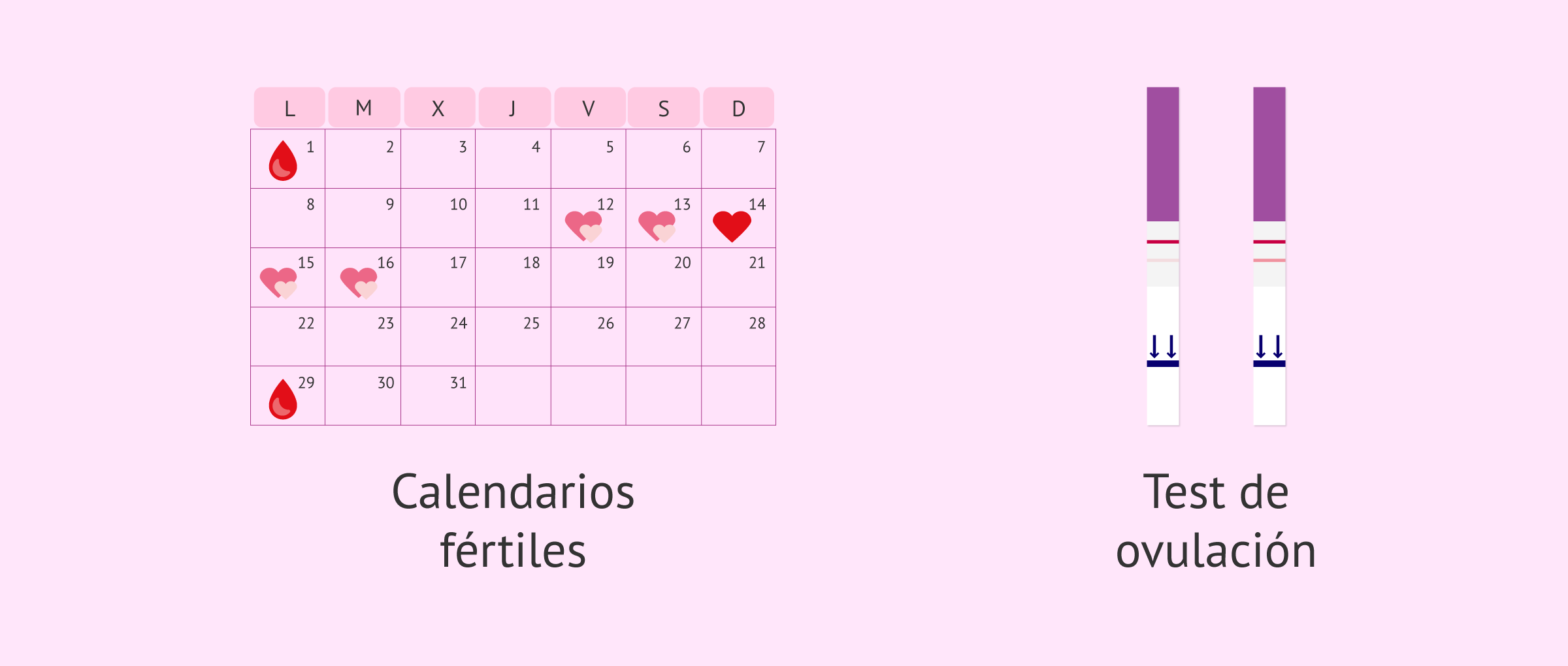 Imagen: Conocer el momento de la ovulación