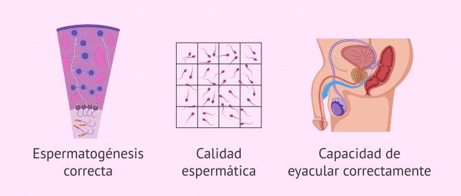 Imagen: Factores que intervienen en la fertilidad masculina