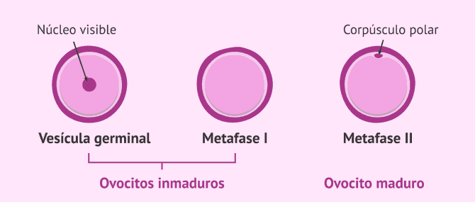 Imagen: Estados de maduración de los ovocitos