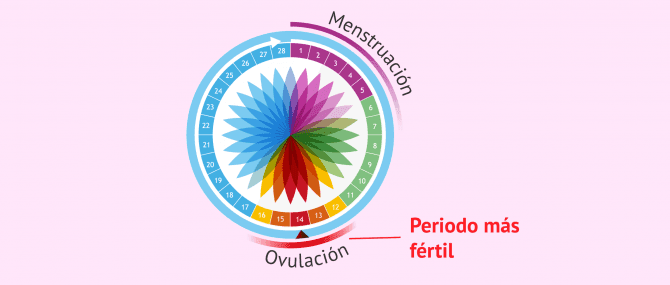 Imagen: Calendario de ovulación