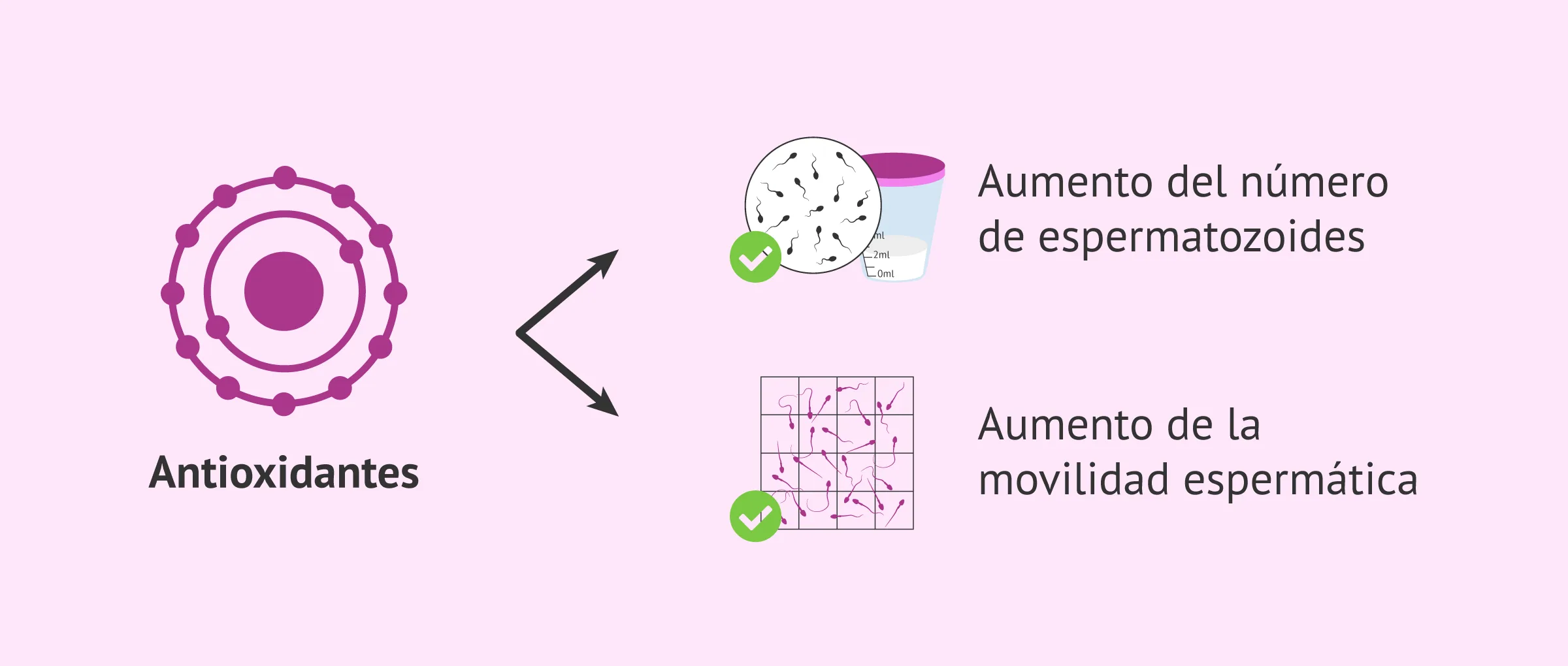 efectos secundarios de l carnitina inyectada Efectos y mitos de la carnitina en cardispam: explicación detallada