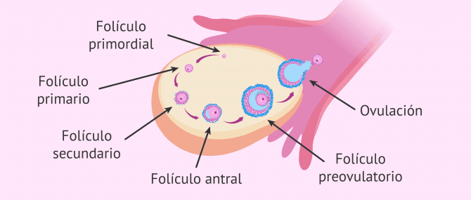 Imagen: Desarrollo folicular