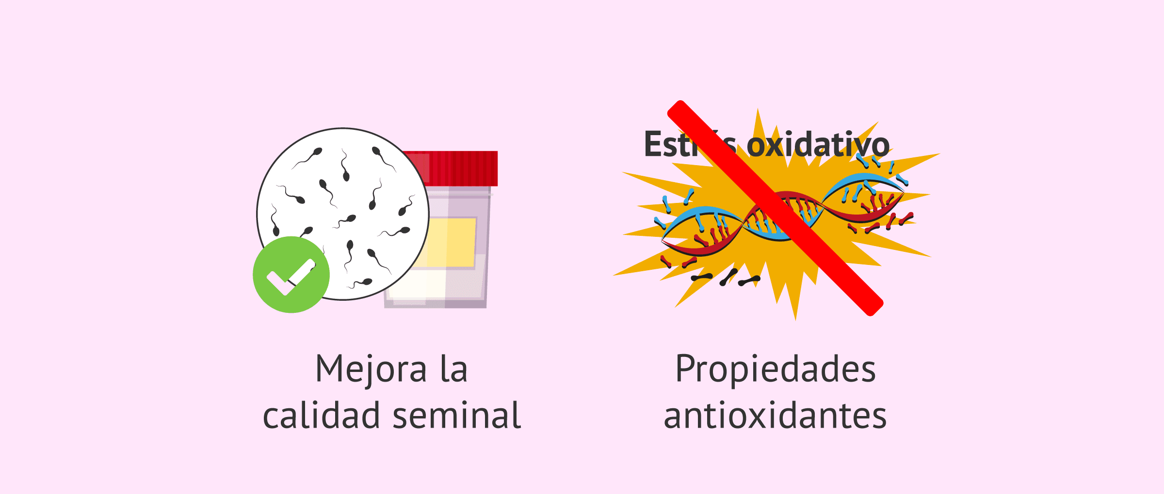 l carnitina para espermatozoides Manejo del factor masculino leve a moderado con L-CARNITINA: Serie de casos