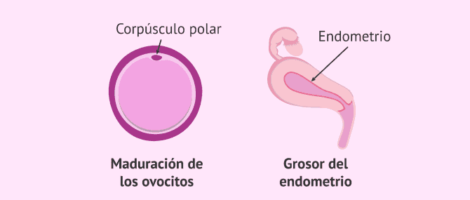 Imagen: Efectos de la vitamina E en la fertilidad femenina