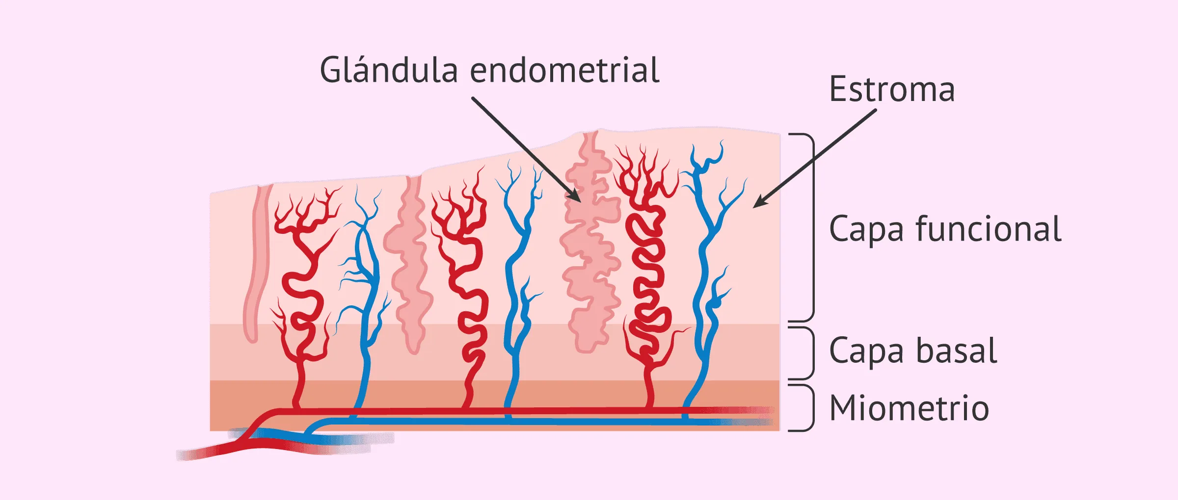 Cambios en el endometrio