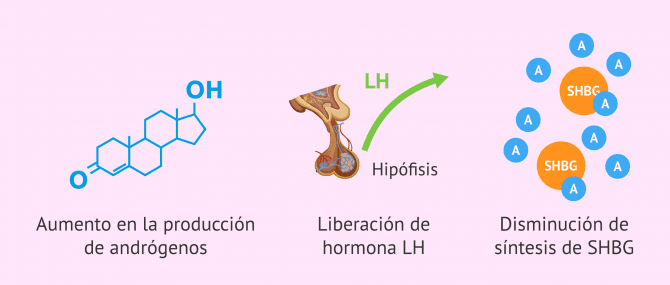 Imagen: Efectos de la resistencia a la insulina y el hiperinsulinismo