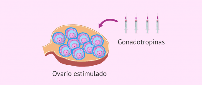 Imagen: gonadotropinas