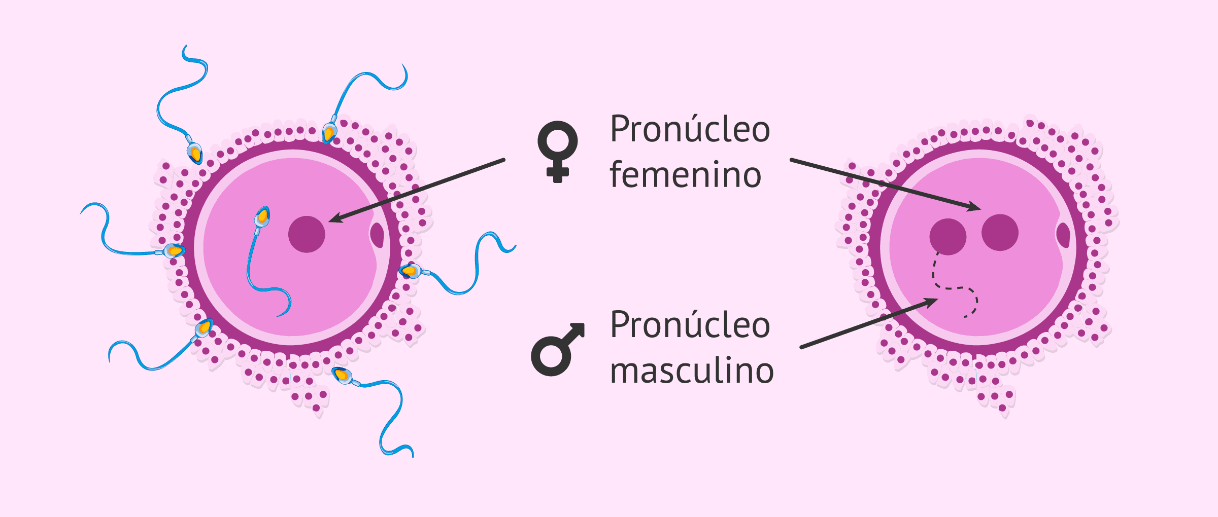 ¿Qué es un pronúcleo?