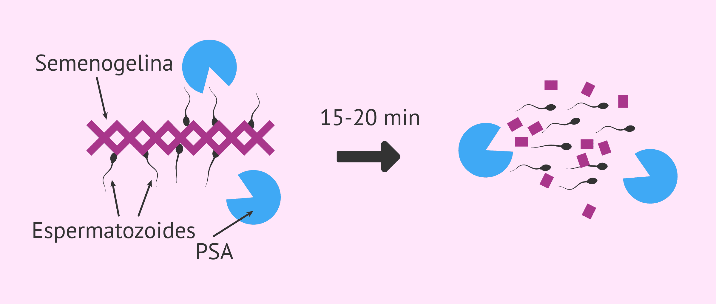 ¿Cómo afecta la densidad del semen a la fertilidad?