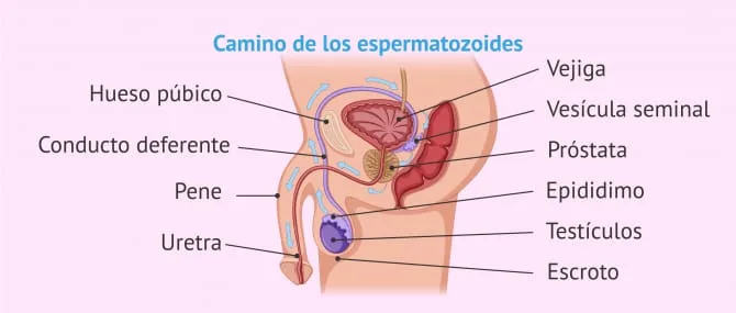 Cómo afecta la densidad del semen a la fertilidad?