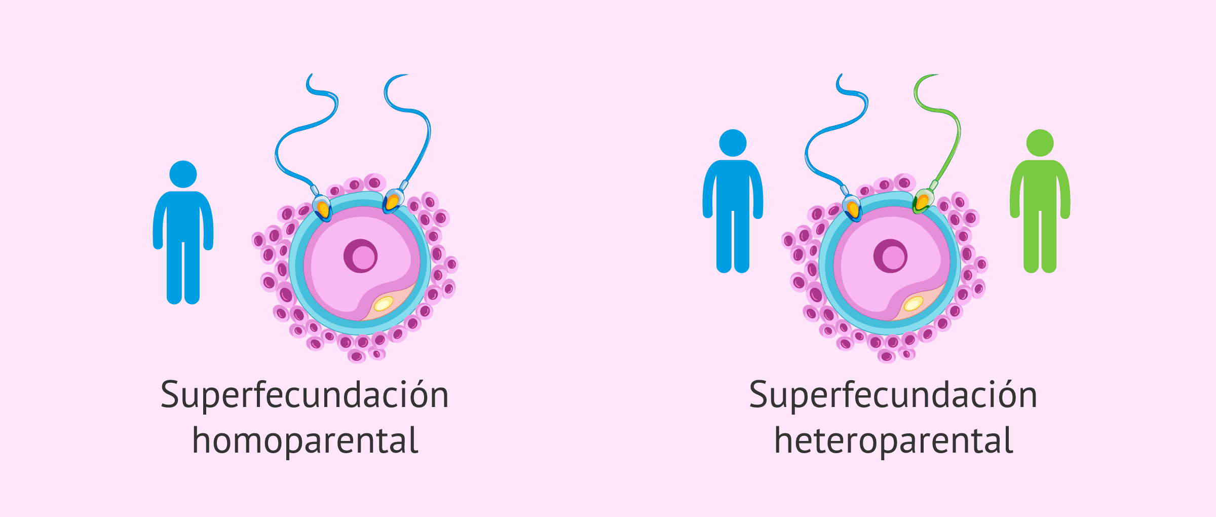¿Qué es la superfecundación?