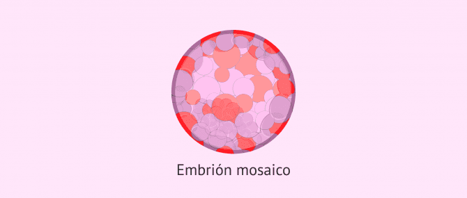 Imagen: embrion-mosaico