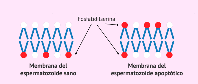 Imagen: Membrana del espermatozoide apoptótico
