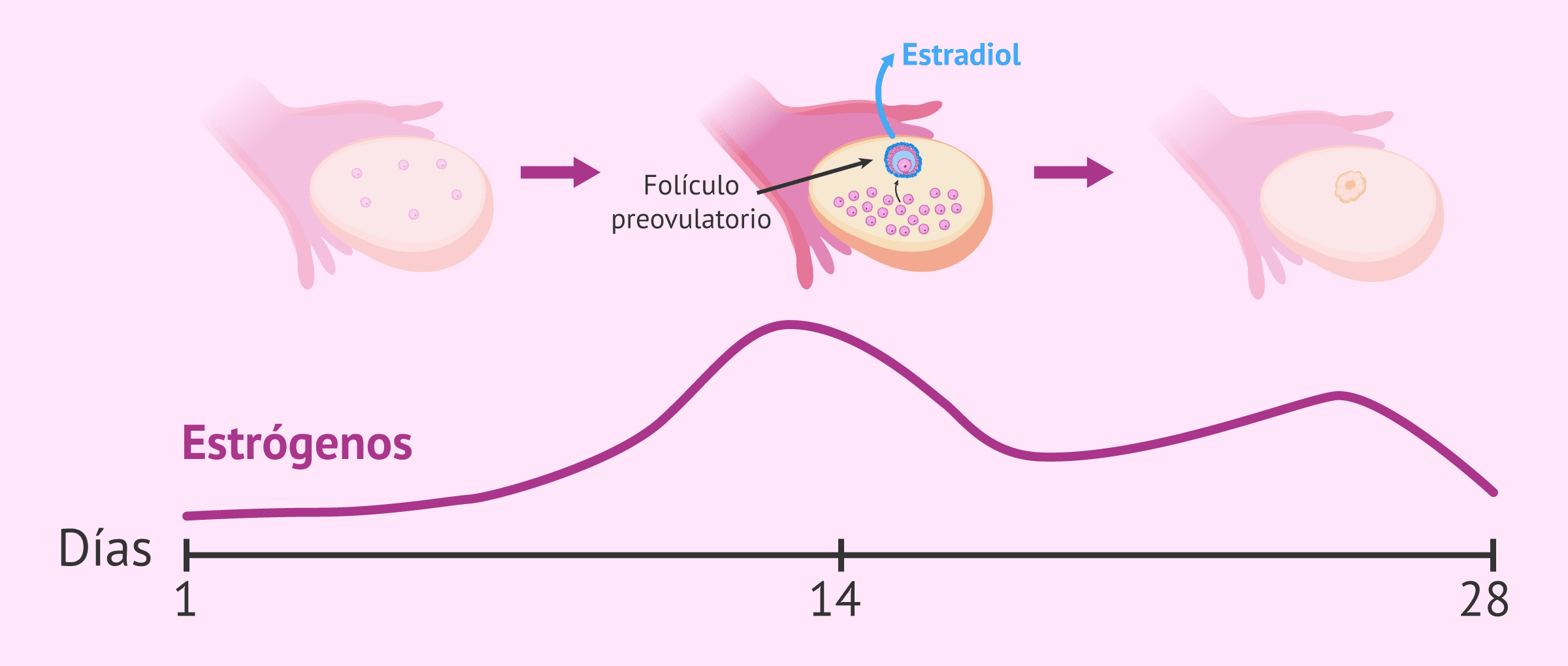 Imagen: Secreción de estradiol