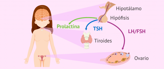 Imagen: Hormonas hipofisarias femeninas