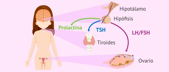 Imagen: Hormonas hipofisarias femeninas