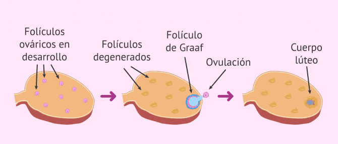 Imagen: Reclutamiento y selección folicular en el ovario