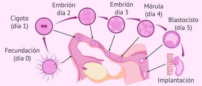 Imagen: Tres semanas de gestación
